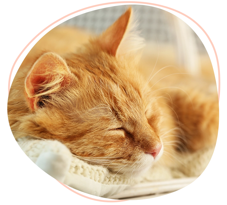 An orange tabby cat peacefully sleeping in a cozy basket.