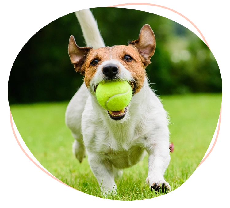 A playful dog enthusiastically running with a tennis ball in its mouth.