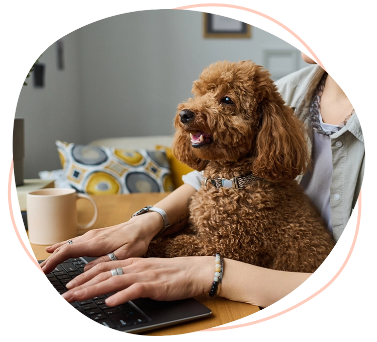 A woman typing on a laptop with a brown poodle sitting on her lap.